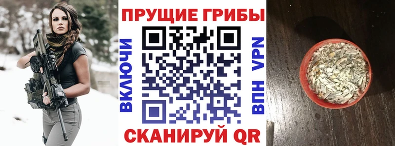 наркотики Шарья Галлюциногенные грибы Psilocybine cubensis